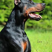 Dobermann LTJCH PLJW14 BALJW14 ROCH Tahi-Reme Jedi