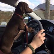 Blanding af racer Luna W. V.