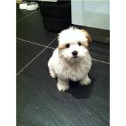 Coton de tulear Mille Mus frederiksberg