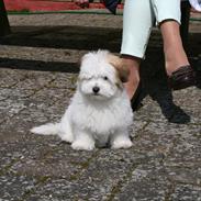 Coton de tulear Mille Mus frederiksberg