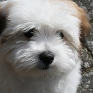 Coton de tulear Mille Mus frederiksberg