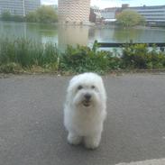 Coton de tulear Mille Mus frederiksberg