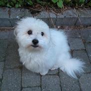 Coton de tulear Mille Mus frederiksberg