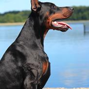 Dobermann LTJCH PLJW14 BALJW14 ROCH Tahi-Reme Jedi