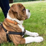 Olde english bulldogge A&L Bulldogs Fay