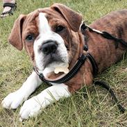 Olde english bulldogge A&L Bulldogs Fay