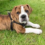 Olde english bulldogge A&L Bulldogs Fay