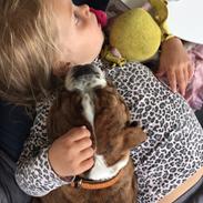 Olde english bulldogge A&L Bulldogs Fay