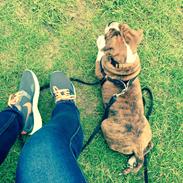 Olde english bulldogge A&L Bulldogs Fay