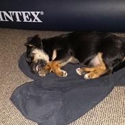 Blanding af racer Zorro 