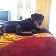 Rottweiler Basse (Uri)