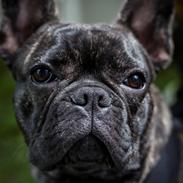 Fransk bulldog Minion