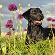 Labrador retriever Junior