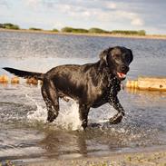 Labrador retriever Junior