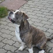 Olde english bulldogge Kimbo