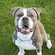 Olde english bulldogge Kimbo