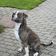 Olde english bulldogge Kimbo