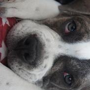 Olde english bulldogge Kimbo