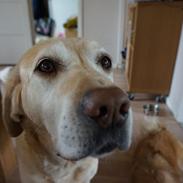 Labrador retriever Daisy