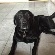 Labrador retriever Kato