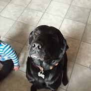 Labrador retriever Kato