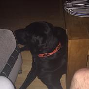 Labrador retriever Kato