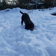 Labrador retriever Kato