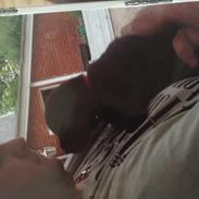 Labrador retriever Kato