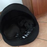 Labrador retriever Charlie