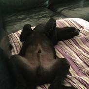 Labrador retriever Charlie