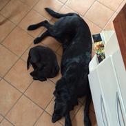 Labrador retriever Charlie