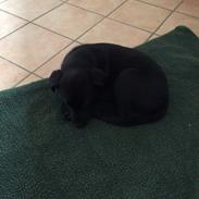 Labrador retriever Charlie