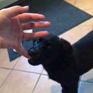 Labrador retriever Charlie