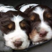 Engelsk springer spaniel Dorph Diamonds lili eliksir Molly (Molly)