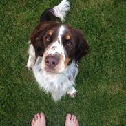 Engelsk springer spaniel Dorph Diamonds lili eliksir Molly (Molly)