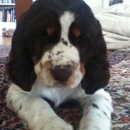 Engelsk springer spaniel Dorph Diamonds lili eliksir Molly (Molly)