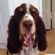 Engelsk springer spaniel Dorph Diamonds lili eliksir Molly (Molly)