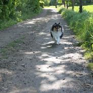 Shetland sheepdog Jenner's trendy brand (brandy)