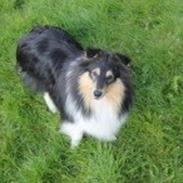 Shetland sheepdog Jenner's trendy brand (brandy)
