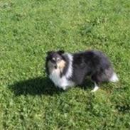 Shetland sheepdog Jenner's trendy brand (brandy)