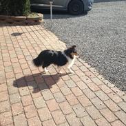 Shetland sheepdog Jenner's trendy brand (brandy)