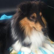Shetland sheepdog Jenner's trendy brand (brandy)