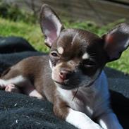 Chihuahua Eddie
