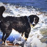 Border collie Nuser