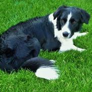 Border collie Nuser