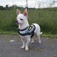 Chihuahua Buddy
