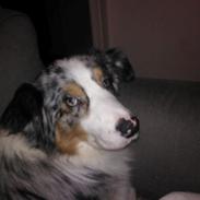 Australian shepherd Anthon