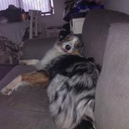 Australian shepherd Anthon