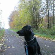 Blanding af racer dina