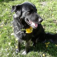 Blanding af racer dina